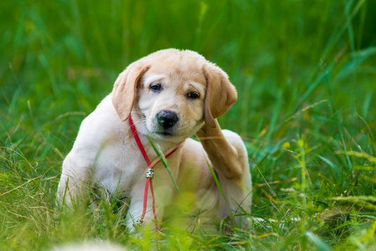 Protect Your Pet’s Skin Naturally This Summer with Reliflam Spray