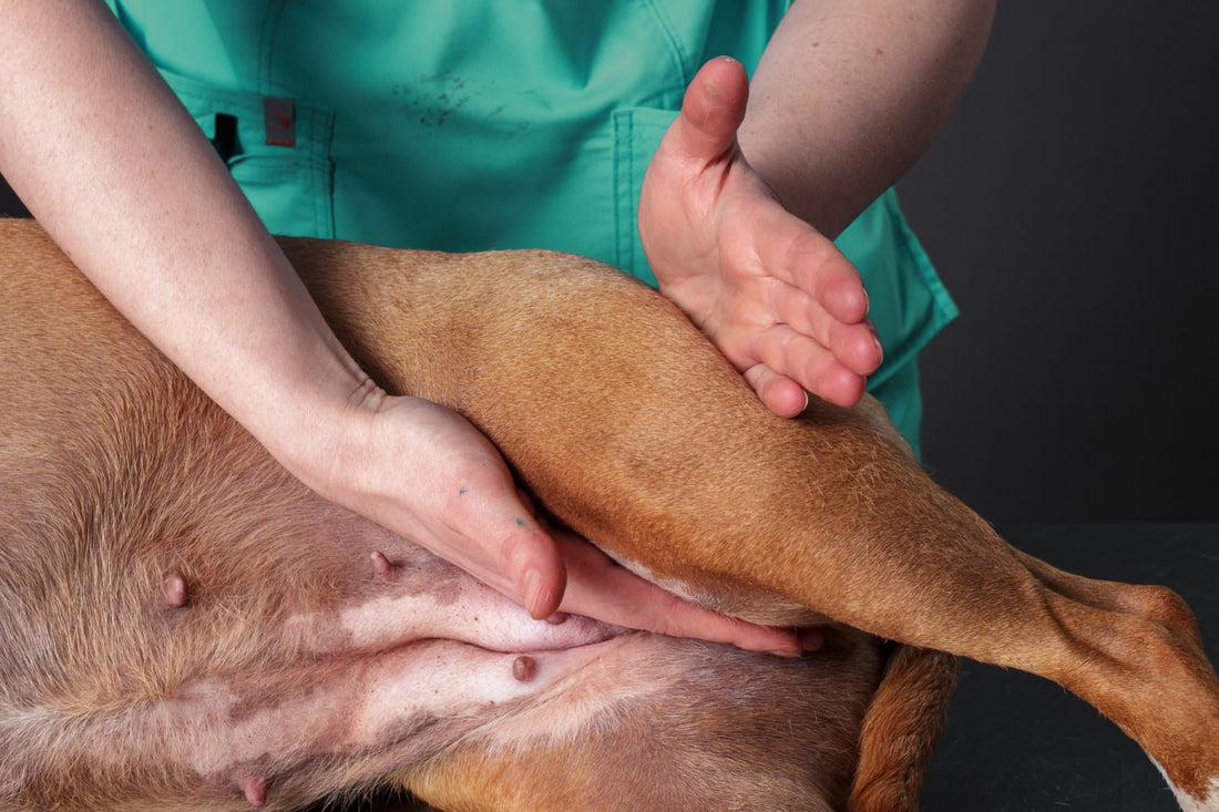 Is your pet "slowing down," or is it Degenerative Joint Disease (DJD)?