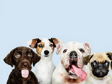 Top 5 low maintenance dog breeds