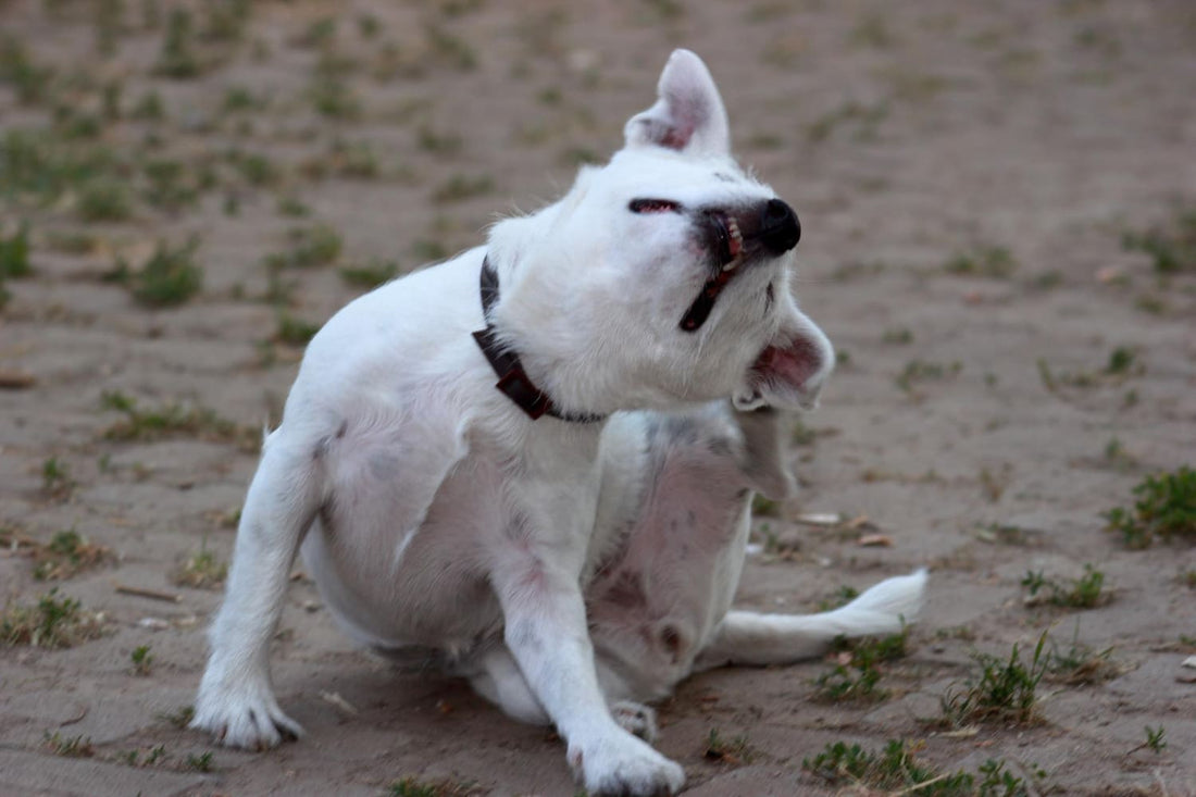 The Natural Solution for Chronic Itching in Pets