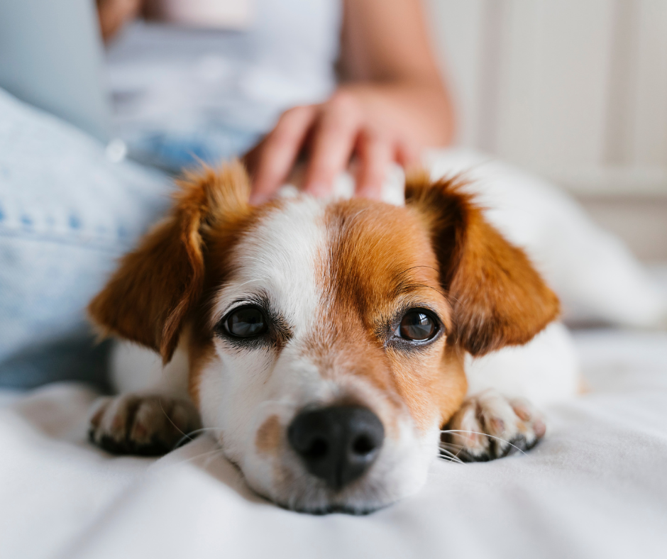 The Benefits of Using Natural Pet Care Products