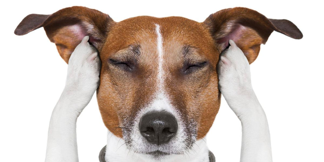 The Silent Epidemic: How Modern Noise and Screens Stress Out Our Pets