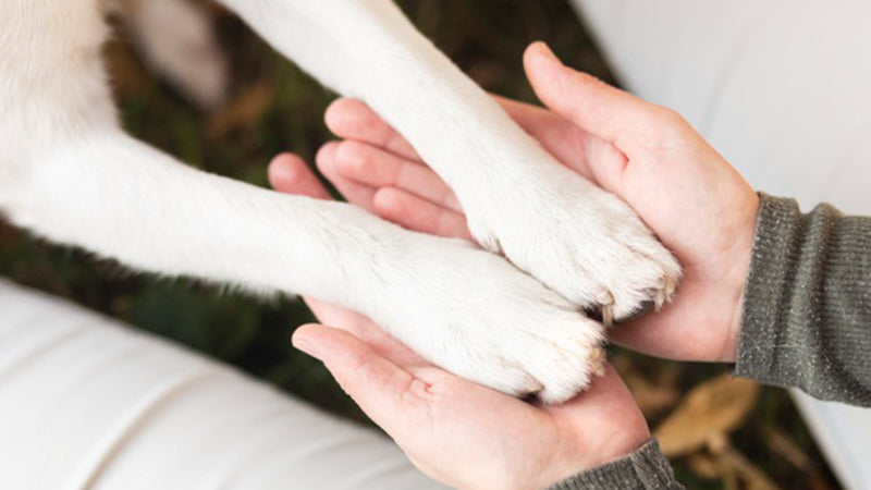 Things You Need to Know Before Adopting A Dog