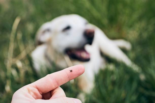 The Ultimate Guide to Natural Flea & Tick Prevention for Pets