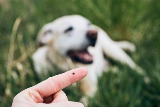 The Ultimate Guide to Natural Flea & Tick Prevention for Pets