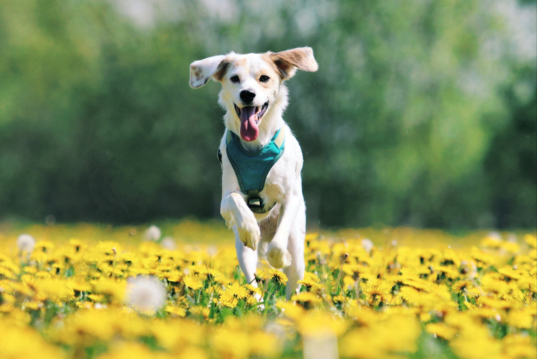 Why Natural Remedies Are the Future of Pet Healthcare