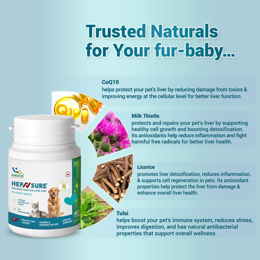 HepNsure Liver care