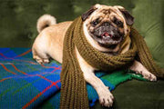 10 Tips to Take Care of Your Pooch During Winters