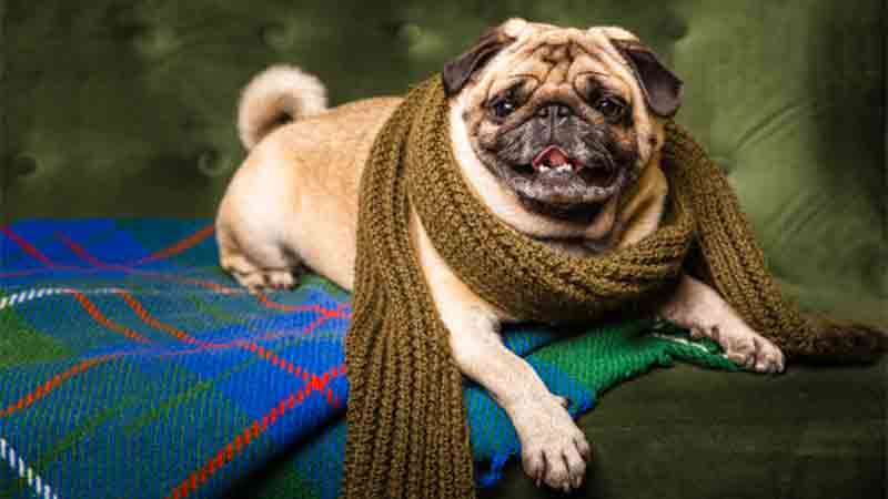 10 Tips to Take Care of Your Pooch During Winters