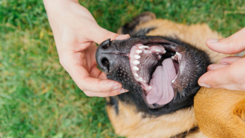 Signs that your Pawpy Might Need Dental Care