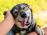 Dog Liver Health