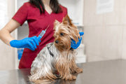 The Importance of Vaccinating Your Furry Baby