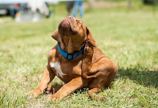 Keep Your Pet Comfortable This Summer with Reliflam Spray