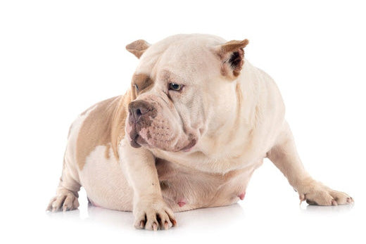 Pet Obesity