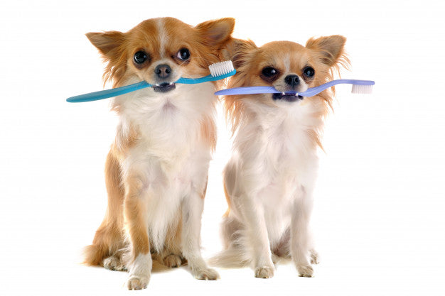 5 Effective Ways To Maintain Your Furry Babies Oral Health At Home