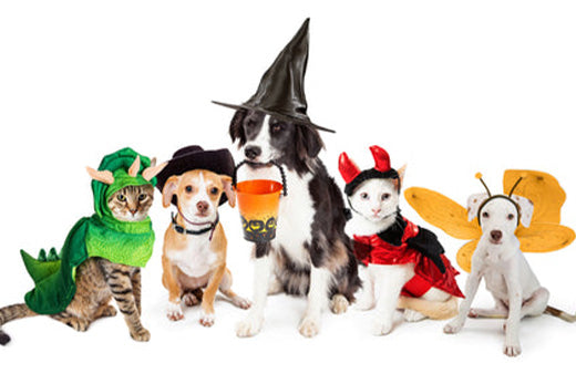 Halloween Costumes for Your Pets