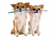 5 Effective Ways to Maintain Pet Oral Health at Home | Guide