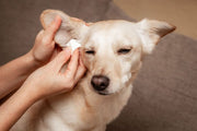 Dog Scratching Their Ears Nonstop