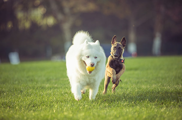 4 Ways To Keep Your Dog’s Joints Healthy And Young