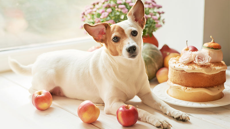 Toxic Food Guide For Pets