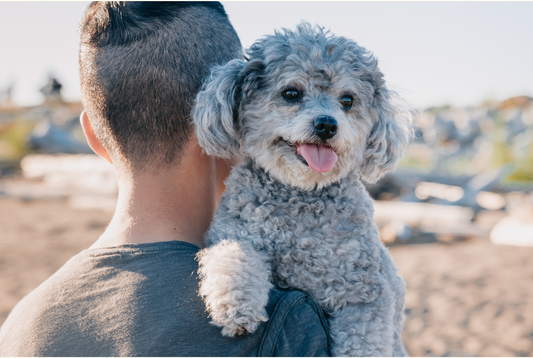 Happy National Pet's Day!