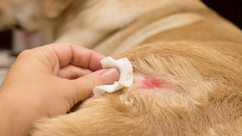 Topical remedies for cleaning dog wounds