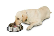 5 Summer Tips To Prevent Your Pets From The Scorching Sun