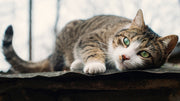 Natural Home Remedies For Cat Allergies
