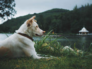 How 'Pet Natural Remedies' is Redefining Holistic Care for Our Pets?