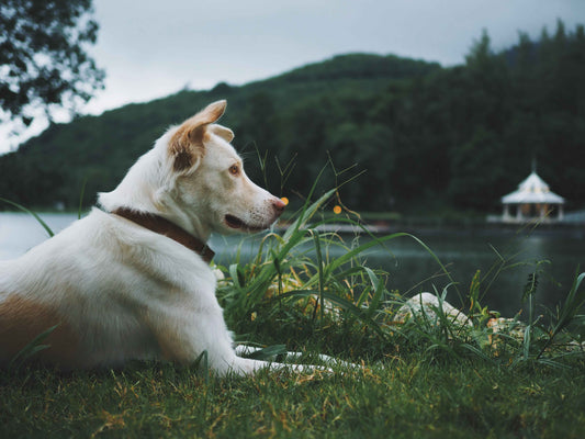 How 'Pet Natural Remedies' is Redefining Holistic Care for Our Pets?