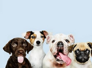 Top 5 low maintenance dog breeds