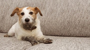 “What’s up with my pup?” 4 Common Dog Behaviours Explained