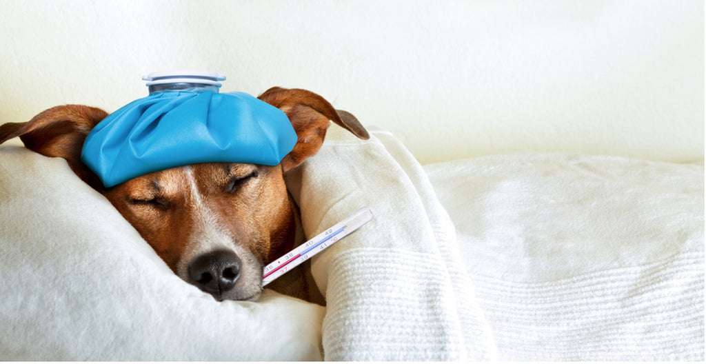 Sick Dog Symptoms - Know The Signs