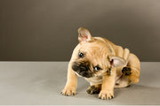 4 Natural Remedies for Itchy Dogs: Fast Relief for Skin