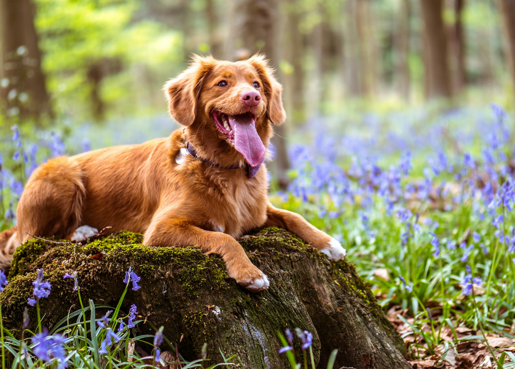 Embracing Nature's Bounty: The Importance of Natural Ingredients in Pet Care