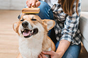 How to Stop Dog Shedding at Home: 7 Things That Work