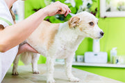 Flea Bites on Dogs, Cats & Humans: Identify and Treat