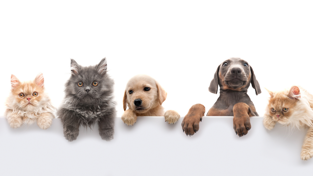 Role of Supplements in Pet Health: When They're Needed and How to Choose the Right Ones