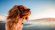 Natural Pet Remedies: Safe Solutions for Dogs & Cats