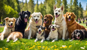 Pet Natural Remedies