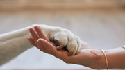 Natural Wellness Boost for Pets | Pet Natural Remedy