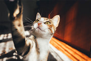 Signs Your Cat Is Scared of You (And How to Fix It)
