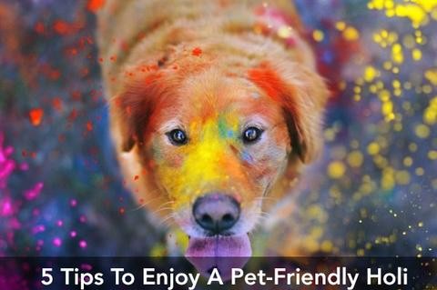 5 Tips to enjoy a pet-friendly Holi with your furry Friend