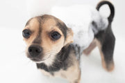 How to Get Rid of Bad Pet Fur Odor Naturally | Pet Natural Remedy