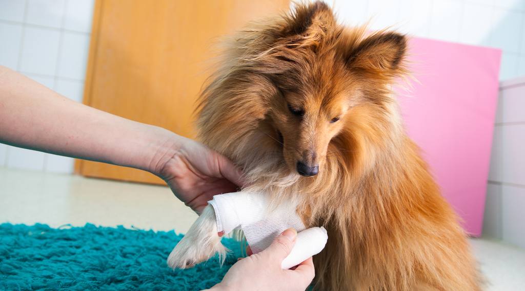 What You Need to Know about Pet First Aid