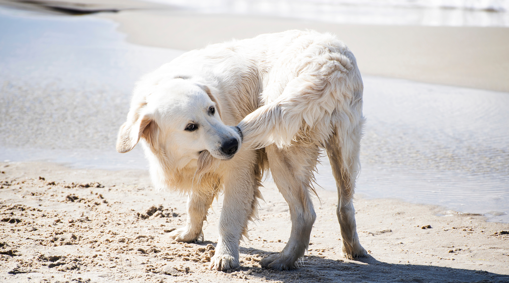 Why Do Dogs Chase Their Own Tails?