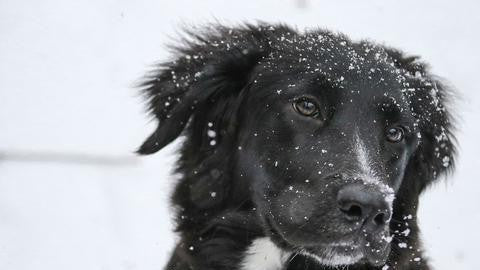 5 Tips For Winter Care for Your Dog