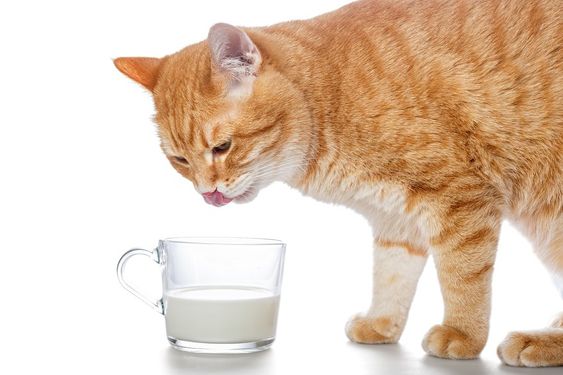 Do cats really like milk?
