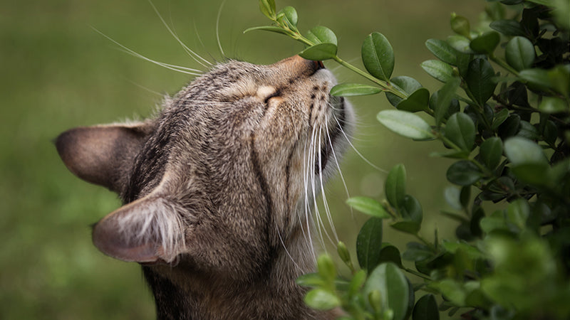 5 Fragrances Cats are Allergic to