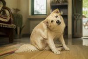 Indian Spitz dog scratching behind ear in sunlit Indian home